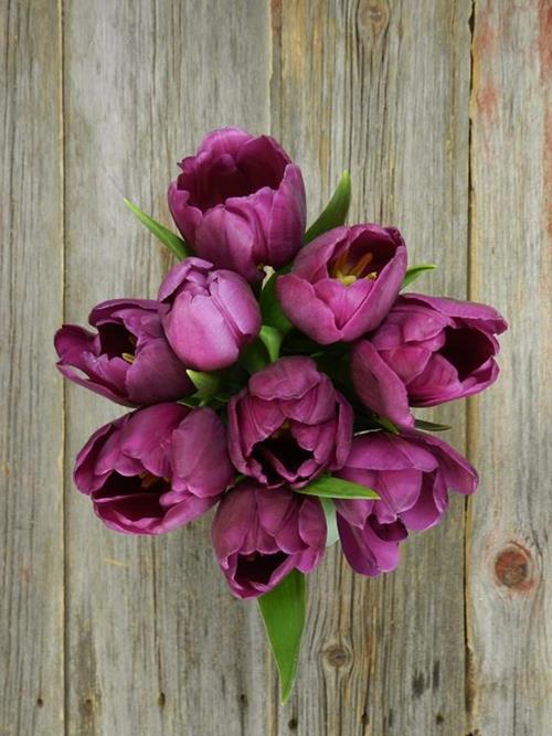 PURPLE TULIPS